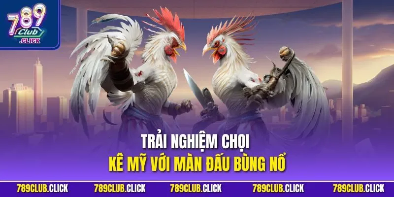 Trải nghiệm chọi kê Mỹ với màn đấu bùng nổ